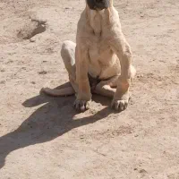 توله نر سرابی