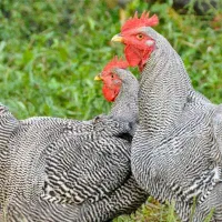 پیلموت راک و استرالوپ