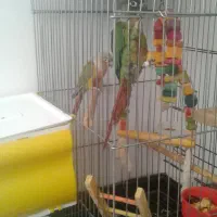 طوطی گرینچک