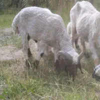 دوتا برع نره