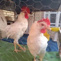 جفت مرغ و خروس سفید آرام، دستی و تخمگذار