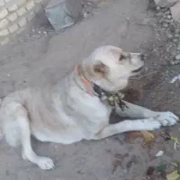 سگ خراسانی|سگ|یزد, |دیوار