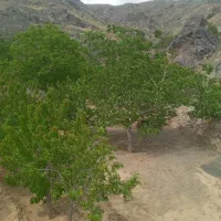 فروش  باغ رودگل قز