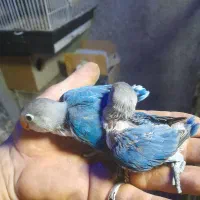 جوجه سرلاکی پاربلو رنگ کم یاب