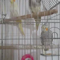 مرغ عروس جفت