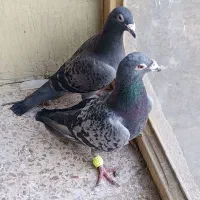 کفتر کبوتر|پرنده|مشهد, سمزقند|دیوار