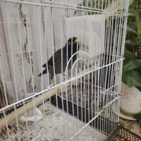 مرغ مینا|پرنده|میبد, |دیوار