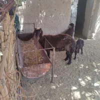 میش هترو آبستن همراه دو عدد بره ماده