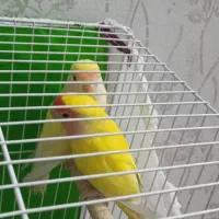 طوطی برزیلی|پرنده|مشهد, انصار|دیوار