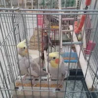 عروس هلندی جفت