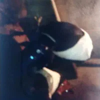 گاو با گوساله هاش|حیوانات مزرعه|اردبیل, |دیوار