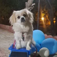 پیکینیز|سگ|وحیدیه, |دیوار