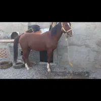 اسب کردنریان یورقه شش دانگ