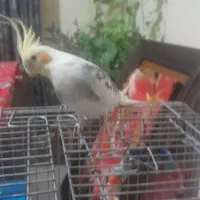 عروس هلندی یک ساله شاداب و پر انرژی سخنگو