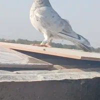 کله دم و هفرنگ پرشی کفتر بوم|پرنده|سبزوار, قصبه شرقی|دیوار