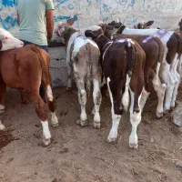 فقط پای پروار|حیوانات مزرعه|کرج, حیدرآباد|دیوار