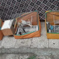 عروس هلندی کلی|پرنده|رشت, دیانتی|دیوار