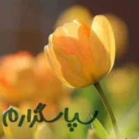 پیداشده