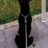 سگ پیتبول آموزش دیده نر ۱۵ ماهه