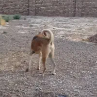سگ سرابی
