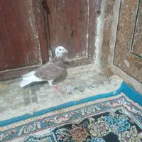 کبوتر