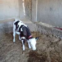 فروش گوساله سیمینتال ماده|حیوانات مزرعه|پلدختر, |دیوار