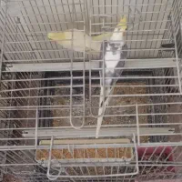 طوطی عروس هلندی|پرنده|آمل, |دیوار