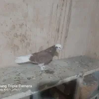 ی جفت کفتر نقش|پرنده|ساوه, |دیوار