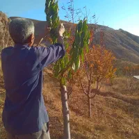 هرس درخت پذیرفته می شود