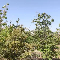 باغ ویلا