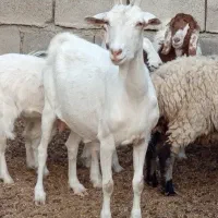 بز سانن و بزغاله نر