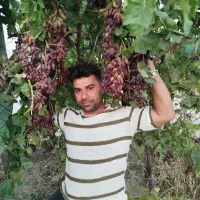 فروش انواع نهال صنوبربادام،گردو،توت،گیلاس،انگور