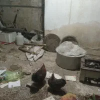 مرغ خروس خوشگل|حیوانات مزرعه|مشهد, کوشش|دیوار