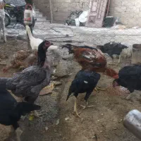 فروش تخم نطفه دار  لاری اصیل|حیوانات مزرعه|نورآباد, |دیوار