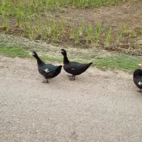 اردک اسرائلی|حیوانات مزرعه|املش, |دیوار