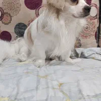 دوتا سگ|سگ|اهواز, سپیدار|دیوار