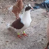 نرماده پشت سرخ عتیقه|پرنده|برازجان, |دیوار