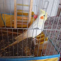 عروس هلندی|پرنده|فسا, |دیوار