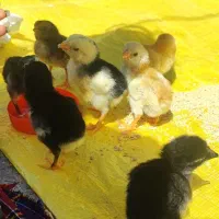 فروش جوجه لاری  و خروس