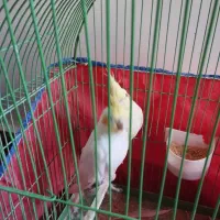 عروس پاریس|پرنده|اهواز, شریعتی جنوبی|دیوار