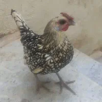 مرغ سبرایت