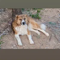 سگ در بلداجی