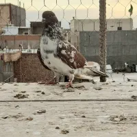 کبوتر پرشی گرگی ماده ساعتی
