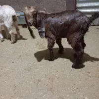 بز جوان افغان با سه تا بزغاله