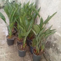 به گلخانه ما خوش امدین