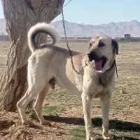 پژدر ۱۹ماهه