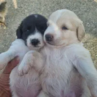 کار در پناهگاه حیوانات سگ ساوه بوئین زهرا