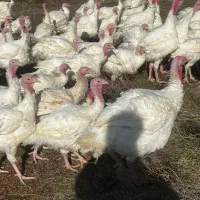 بوقلمون گوشتی