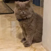 پرشین