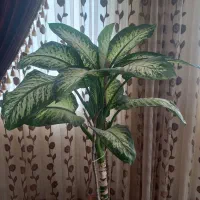 گل دیفن باخیا